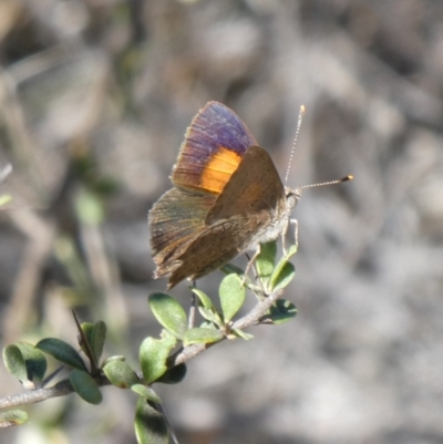 Paralucia pyrodiscus (Fiery Copper) at Theodore, ACT - 11 Mar 2019 by Owen