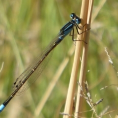 Ischnura heterosticta (Common Bluetail Damselfly) at Stony Creek - 10 Mar 2019 by Christine