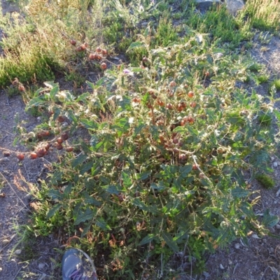 Solanum cinereum (Narrawa Burr) at Fadden, ACT - 24 Dec 2018 by YumiCallaway