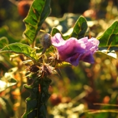 Solanum cinereum at Fadden, ACT - 24 Dec 2018