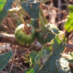 Solanum cinereum at Fadden, ACT - 24 Dec 2018