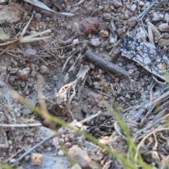 Oedaleus australis at Fadden, ACT - 24 Dec 2018