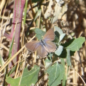 Theclinesthes serpentata at Coree, ACT - 11 Mar 2019