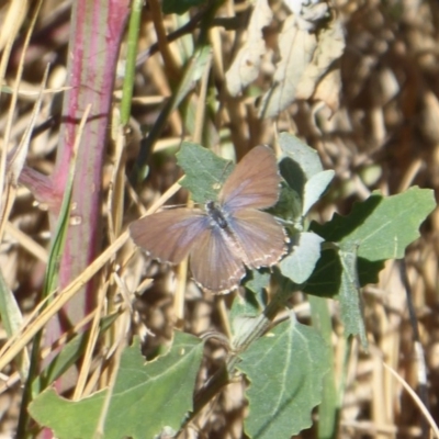 Theclinesthes serpentata (Saltbush Blue) at Stony Creek - 10 Mar 2019 by Christine