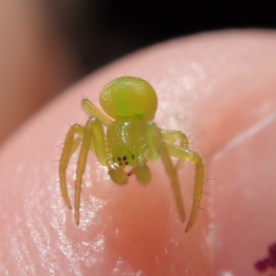 Araneinae (subfamily) (Orb weaver) at Spence, ACT - 11 Mar 2019 by Laserchemisty