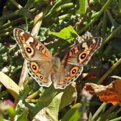 Junonia villida (Meadow Argus) at Jerrabomberra Wetlands - 10 Mar 2019 by RodDeb