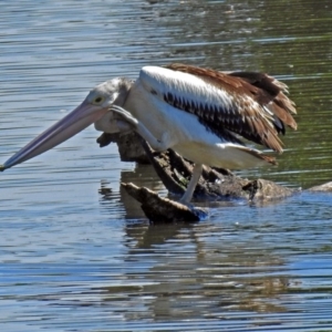 Pelecanus conspicillatus at Fyshwick, ACT - 10 Mar 2019