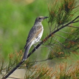 Oriolus sagittatus at Fyshwick, ACT - 10 Mar 2019 10:46 AM