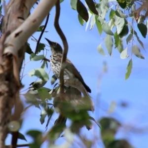 Oriolus sagittatus at Fyshwick, ACT - 10 Mar 2019