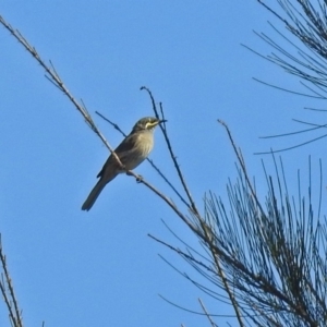 Caligavis chrysops at Fyshwick, ACT - 10 Mar 2019