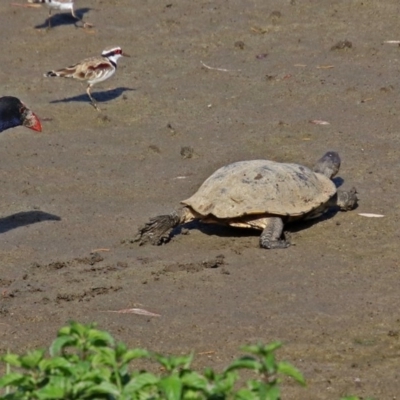 Chelodina longicollis (Eastern Long-necked Turtle) at Jerrabomberra Wetlands - 10 Mar 2019 by RodDeb