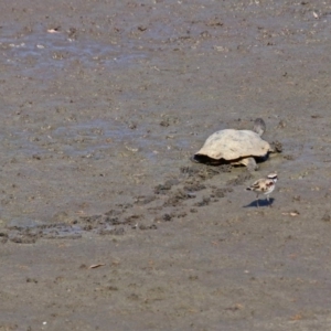 Chelodina longicollis at Fyshwick, ACT - 10 Mar 2019 10:15 AM