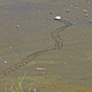 Chelodina longicollis at Fyshwick, ACT - 10 Mar 2019 10:15 AM