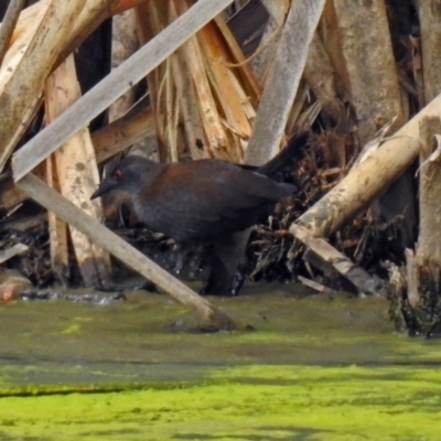 Zapornia tabuensis (Spotless Crake) at Fyshwick, ACT - 10 Mar 2019 by RodDeb