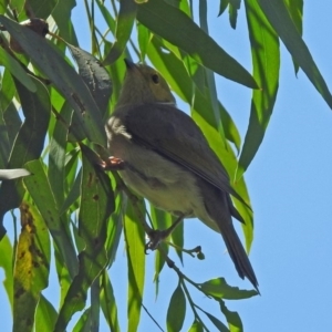 Ptilotula penicillata at Fyshwick, ACT - 10 Mar 2019 11:50 AM