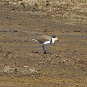 Vanellus miles at Fyshwick, ACT - 10 Mar 2019 12:03 PM