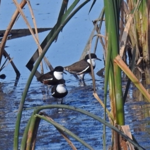 Erythrogonys cinctus at Fyshwick, ACT - 10 Mar 2019 09:57 AM