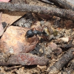 Camponotus suffusus (Golden-tailed sugar ant) at Hackett, ACT - 20 Dec 2018 by YumiCallaway