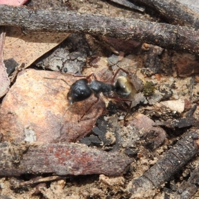 Camponotus suffusus (Golden-tailed sugar ant) at Hackett, ACT - 21 Dec 2018 by YumiCallaway