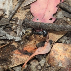 Camponotus suffusus at Hackett, ACT - 21 Dec 2018 09:30 AM