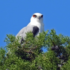 Elanus axillaris at Fyshwick, ACT - 10 Mar 2019