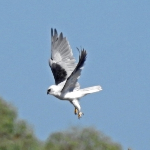 Elanus axillaris at Fyshwick, ACT - 10 Mar 2019