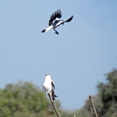 Elanus axillaris at Fyshwick, ACT - 10 Mar 2019