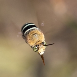 Amegilla (Zonamegilla) asserta at Coree, ACT - 11 Mar 2019 10:03 AM