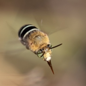 Amegilla (Zonamegilla) asserta at Coree, ACT - 11 Mar 2019