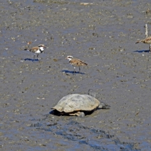 Charadrius melanops at Fyshwick, ACT - 10 Mar 2019 10:11 AM