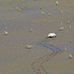 Charadrius melanops at Fyshwick, ACT - 10 Mar 2019 10:11 AM