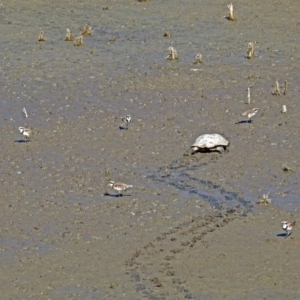 Charadrius melanops at Fyshwick, ACT - 10 Mar 2019 10:11 AM