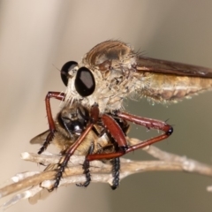 Colepia ingloria (A robber fly) at Stony Creek - 10 Mar 2019 by rawshorty
