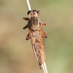 Colepia ingloria at Coree, ACT - 11 Mar 2019