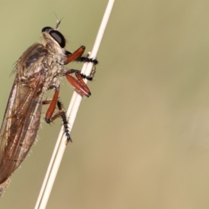 Colepia ingloria at Coree, ACT - 11 Mar 2019