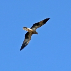 Haliastur sphenurus (Whistling Kite) at Fyshwick, ACT - 10 Mar 2019 by RodDeb