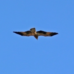 Haliastur sphenurus at Fyshwick, ACT - 10 Mar 2019 11:23 AM