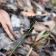 Austracantha minax (Christmas Spider, Jewel Spider) at Point 5204 - 21 Dec 2018 by YumiCallaway