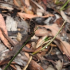 Austracantha minax at Point 5204 - 21 Dec 2018