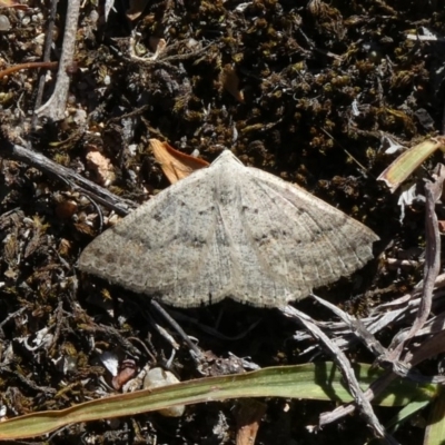 Nearcha (genus) (An Oenochromine moth) at Theodore, ACT - 10 Mar 2019 by Owen