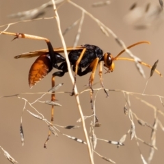 Cryptocheilus sp. (genus) (Spider wasp) at Coree, ACT - 11 Mar 2019 by rawshorty