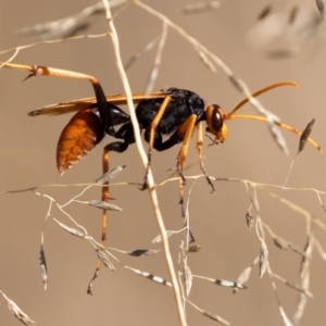 Cryptocheilus sp. (genus) at Coree, ACT - 11 Mar 2019