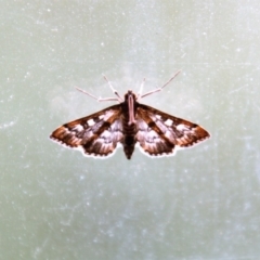 Nacoleia rhoeoalis (Spilomelinae) at Calwell, ACT - 8 Mar 2019 by DonLimn