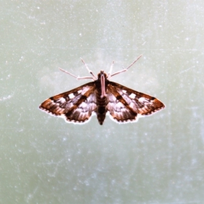 Nacoleia rhoeoalis (Spilomelinae) at Calwell, ACT - 9 Mar 2019 by DonLimn
