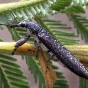 Rhinotia sparsa at Majura, ACT - 28 Jan 2019