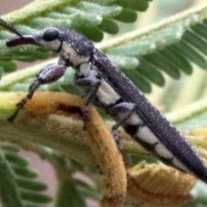 Rhinotia sparsa at Majura, ACT - 28 Jan 2019