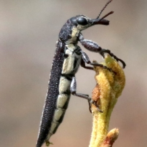 Rhinotia sparsa at Majura, ACT - 28 Jan 2019