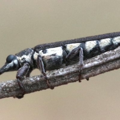 Rhinotia sparsa (A belid weevil) at Ainslie, ACT - 1 Feb 2019 by jbromilow50