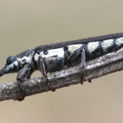 Rhinotia sparsa (A belid weevil) at Ainslie, ACT - 1 Feb 2019 by jb2602