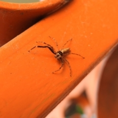 Helpis minitabunda (Threatening jumping spider) at Fadden, ACT - 24 Dec 2018 by YumiCallaway